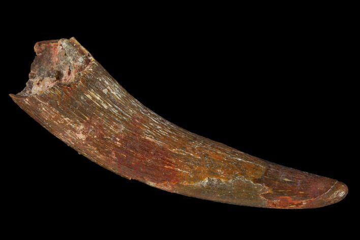 Fossil Pterosaur (Siroccopteryx) Tooth - Morocco #134661